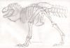 senckenberg_trex.jpg